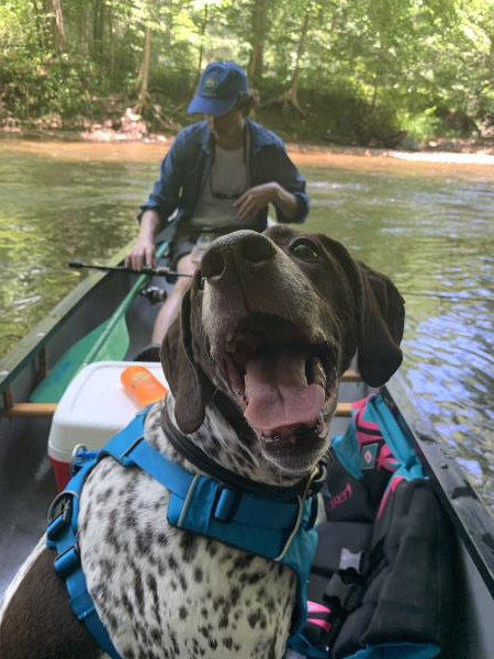 /images/uploads/southeast german shorthaired pointer rescue/segspcalendarcontest2021/entries/21752thumb.jpg